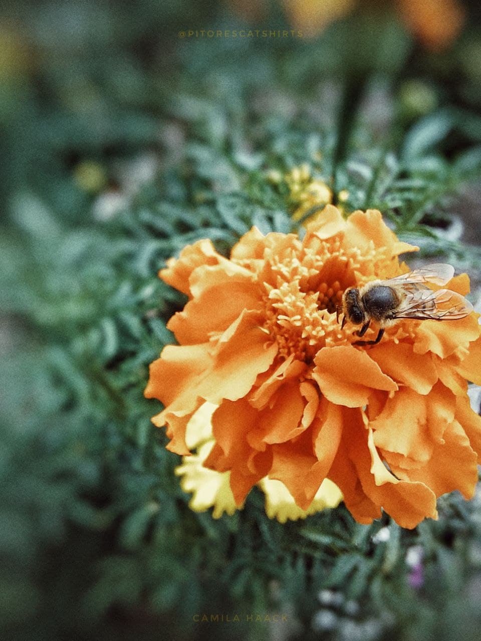 Nome do produto  Abelha mel