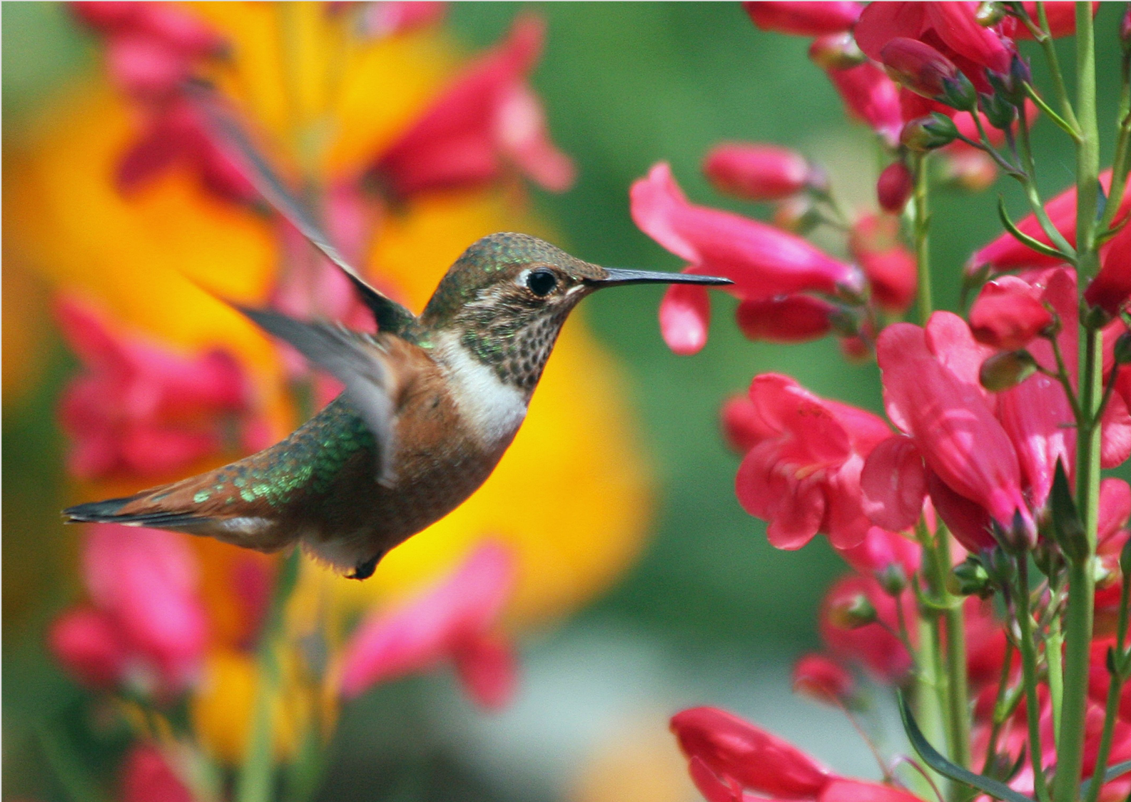 Nome do produto: BEIJA FLOR