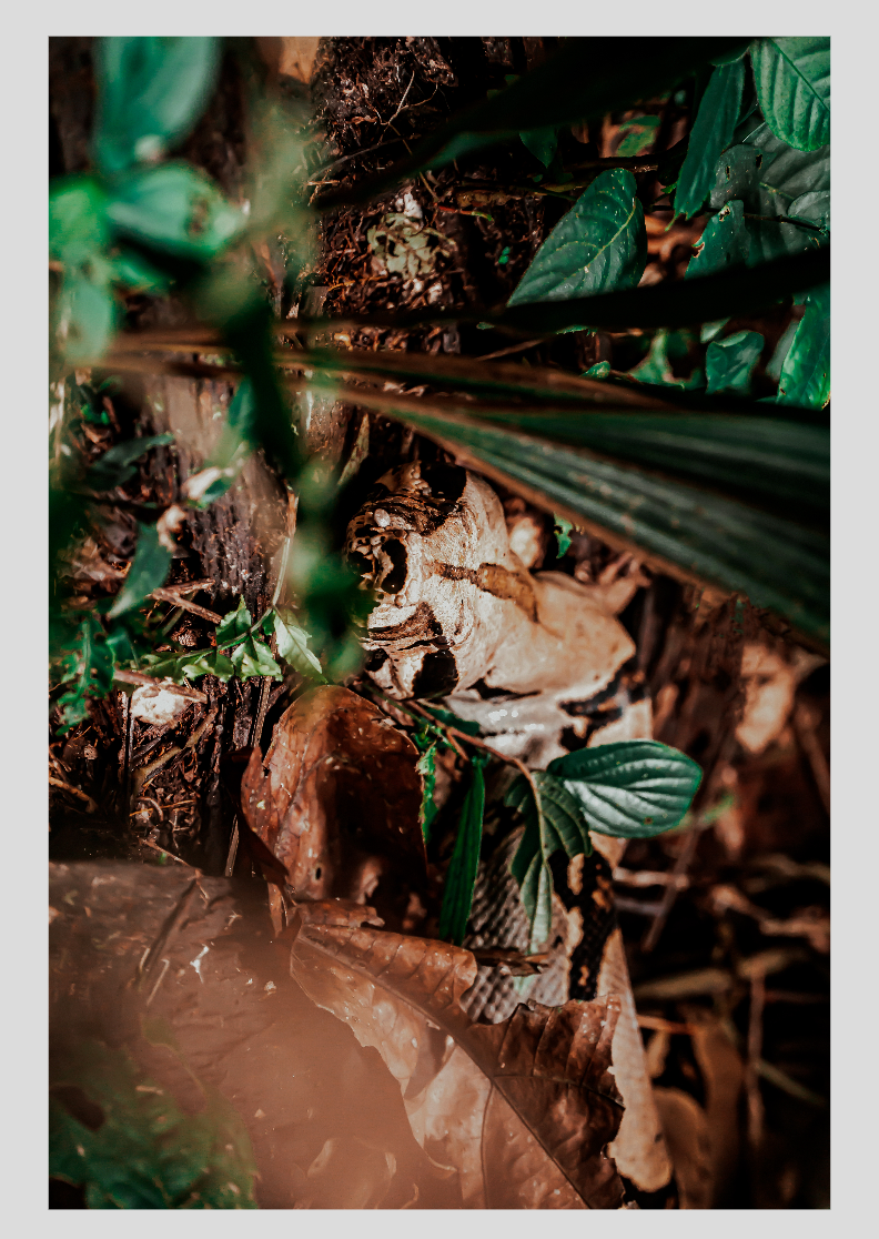 Jiboia Encantada - Coleção Amazônia Ancestral - Papel Fotográfico