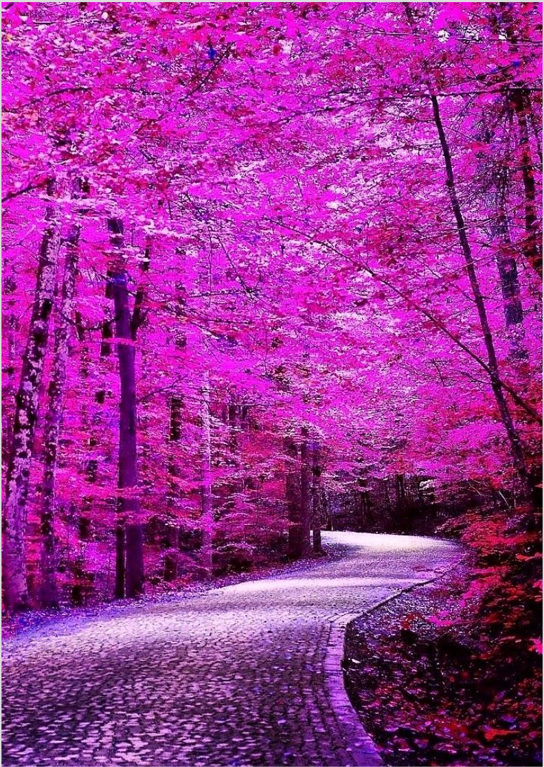 Poster Bela Natureza