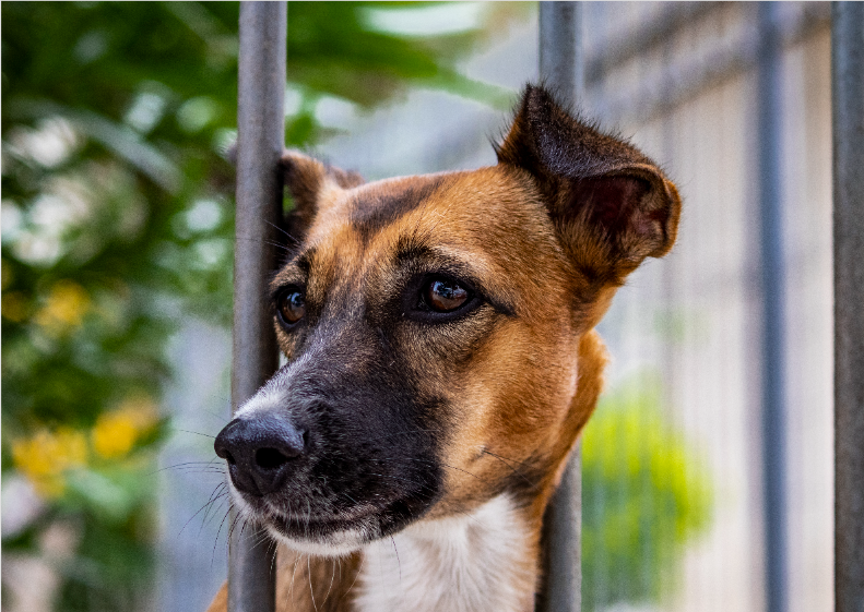 Poster Cachorro atrás das grades