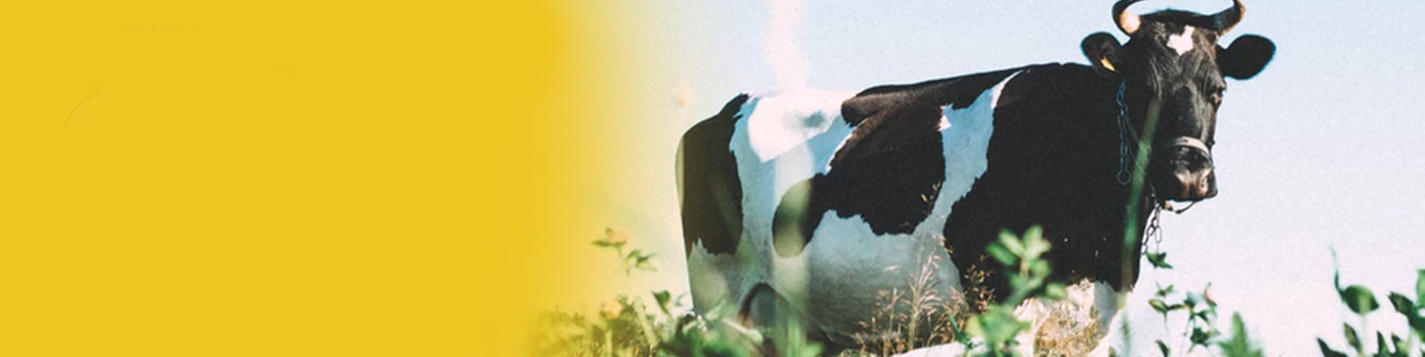 Nome da loja  gado-demais