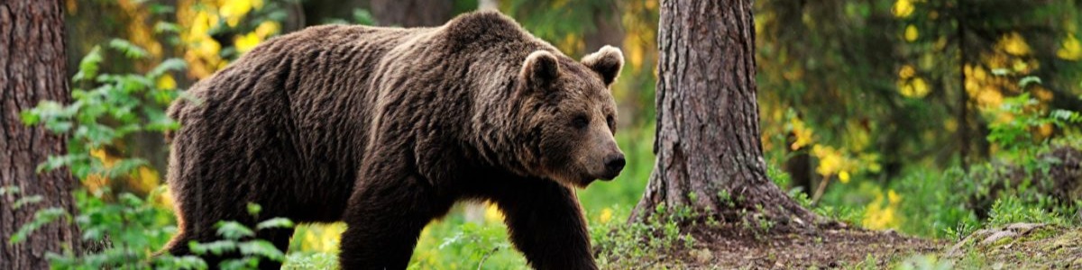 Nome da loja  timidostore