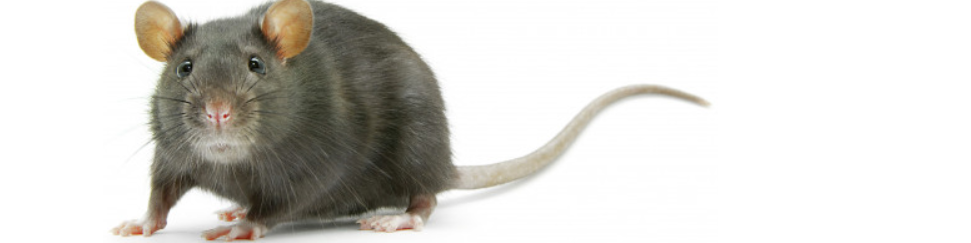 Nome da loja  Sr Ratão