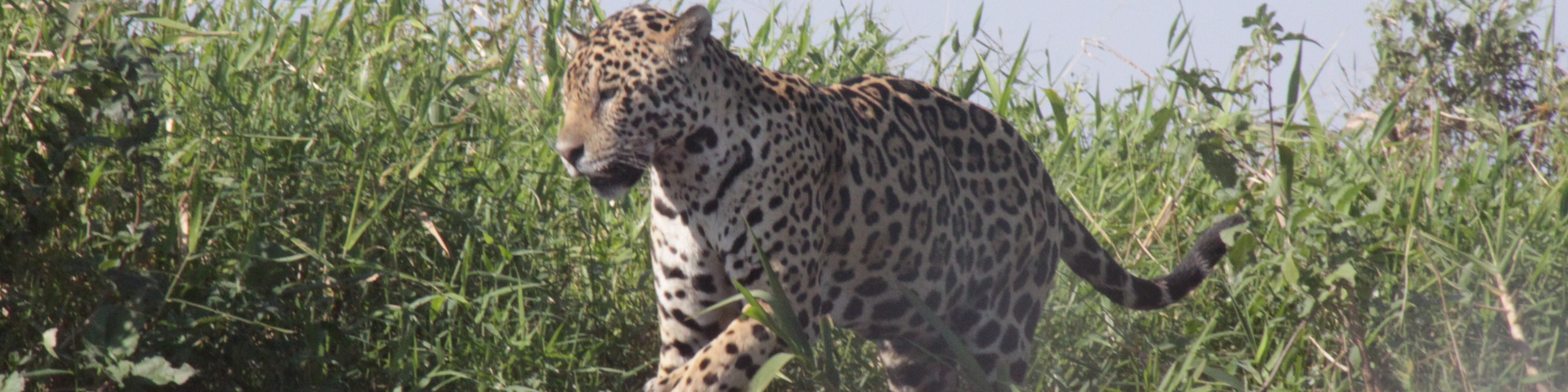 Nome da loja  João Paulo leite Silva pinto