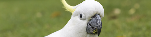 Nome da loja  Cacatua Shop