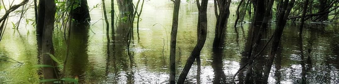 Nome da loja  Ateliê da Amazônia