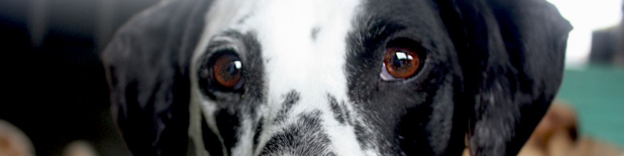 Nome da loja  TADO'S