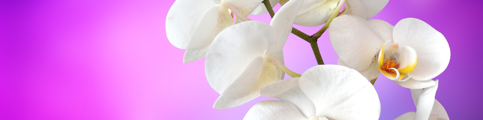 Nome da loja  NK a Lei da Atração