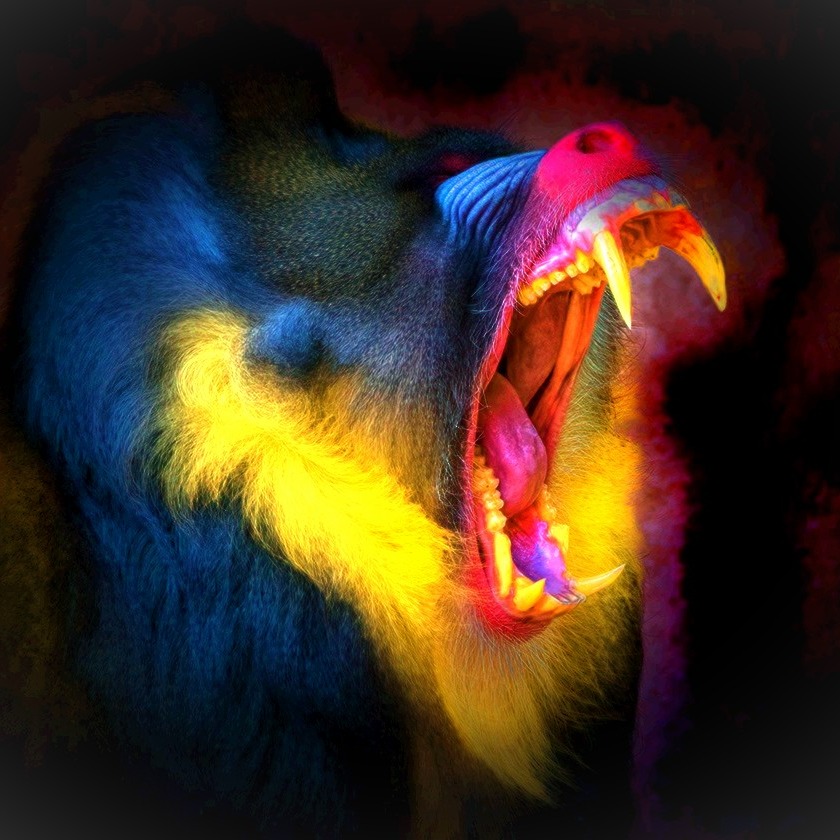 LEGIÃO SELVAGEM - Camisetas e produtos personalizados