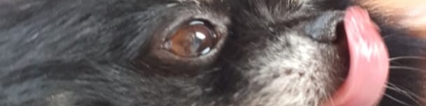 Nome da loja  loja blades