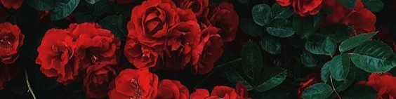 Nome da loja  RED ROSE