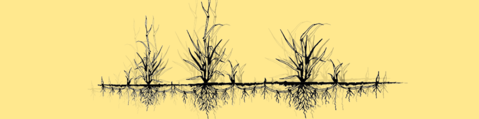 Nome da loja  Rizoma