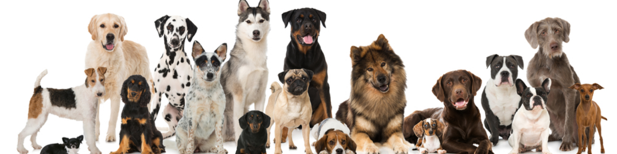 Nome da loja  InkPet.com