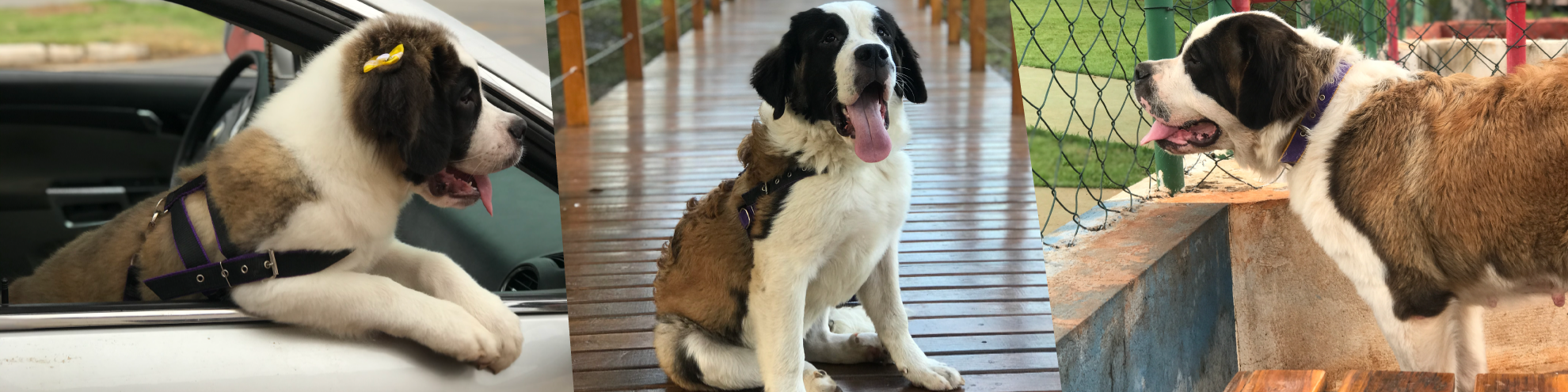 Nome da loja  Cachorro São Bernardo