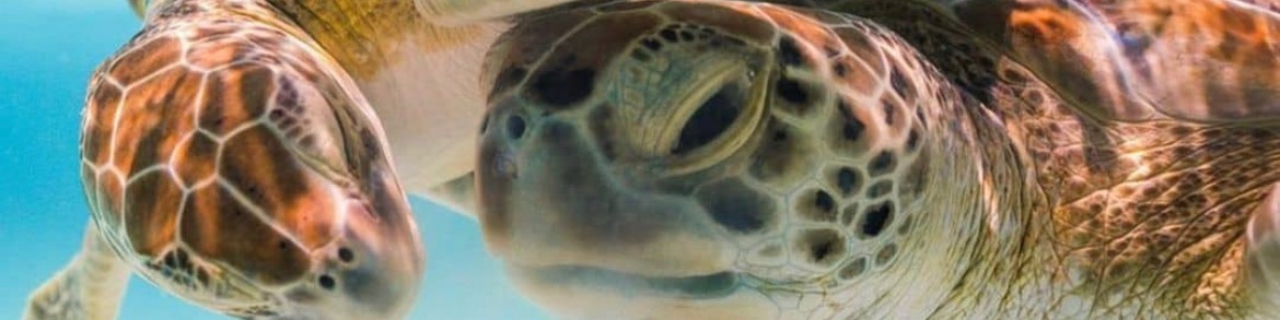 Nome da loja  Grupo Caiçara STOJR