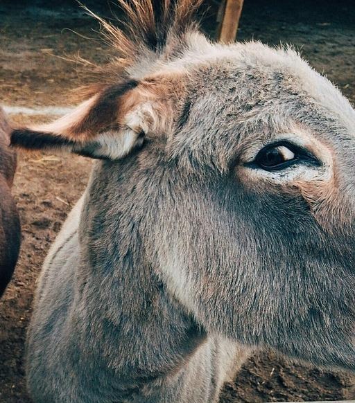 mulestampas - Camisetas e produtos personalizados