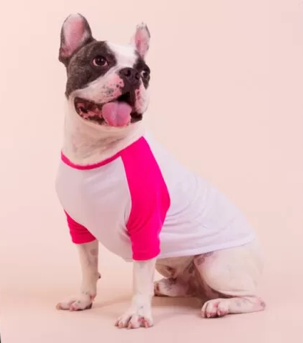 O LEÃO E O CORDEIRO - CAMISETA - PET